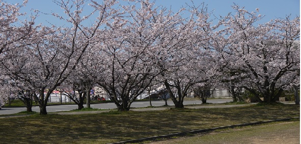 公園の桜"